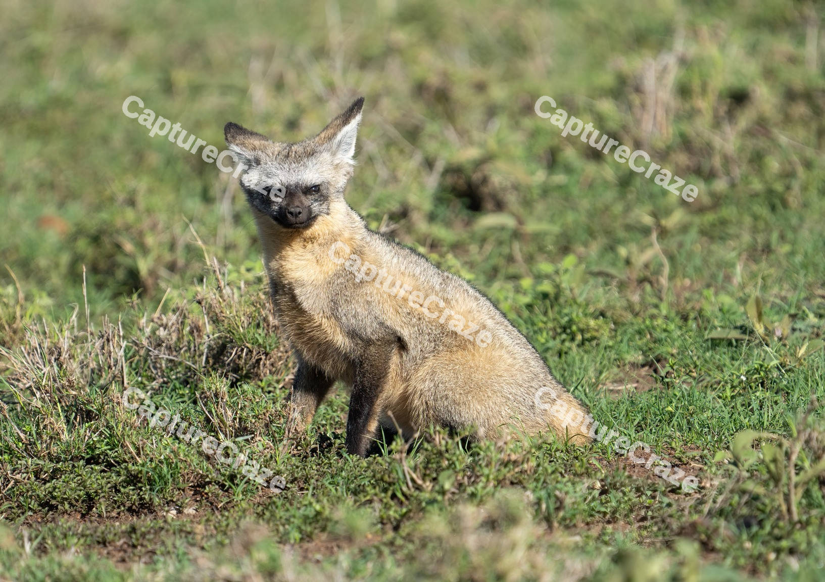Bat-Eared Fox